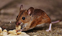 24 Hour & Emergency Exterminators in Hamburg, MI